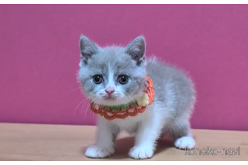 成約済の東京都のブリティッシュショートヘア-104479の4枚目